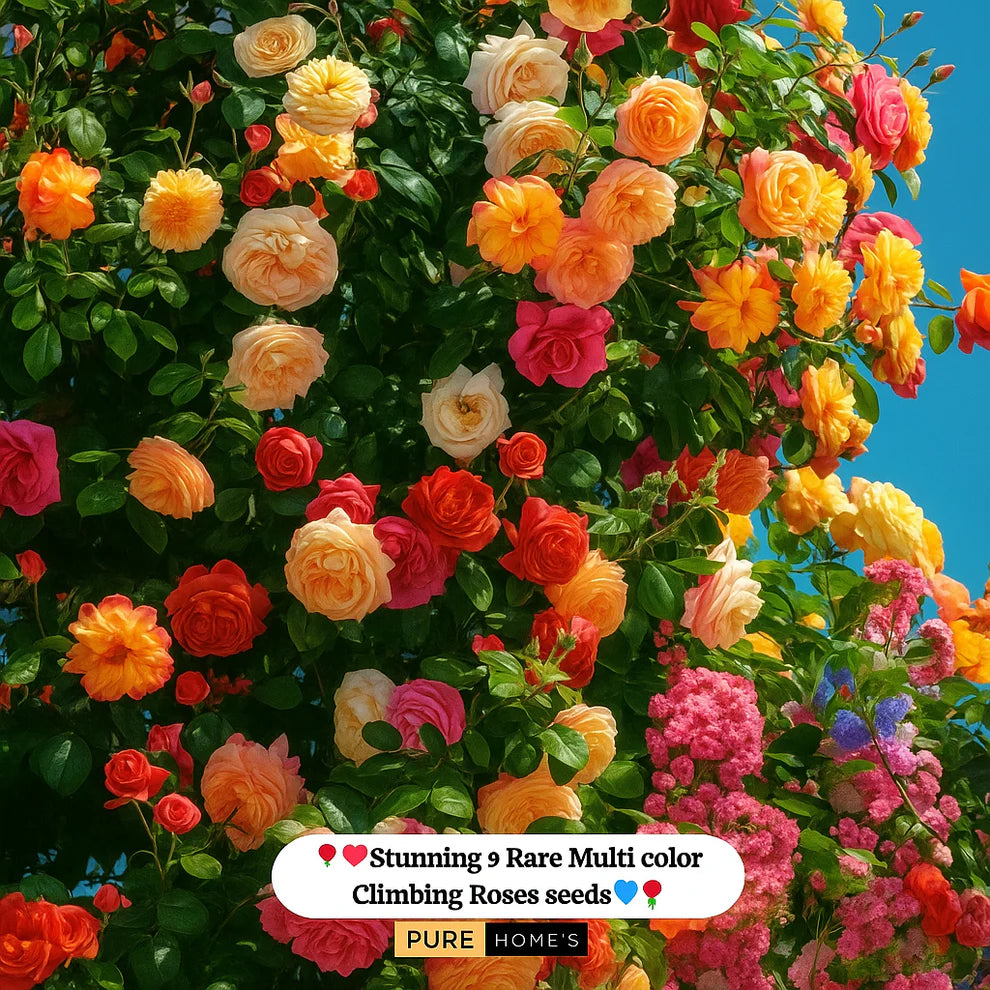 🔥 Last Day Sale - 50% Off🔥 Elegant Climbing Rose Flower Seeds