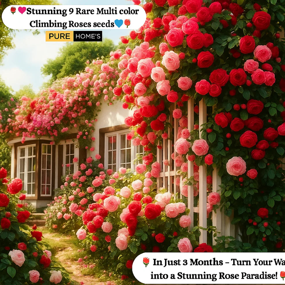 🔥 Last Day Sale - 50% Off🔥 Elegant Climbing Rose Flower Seeds