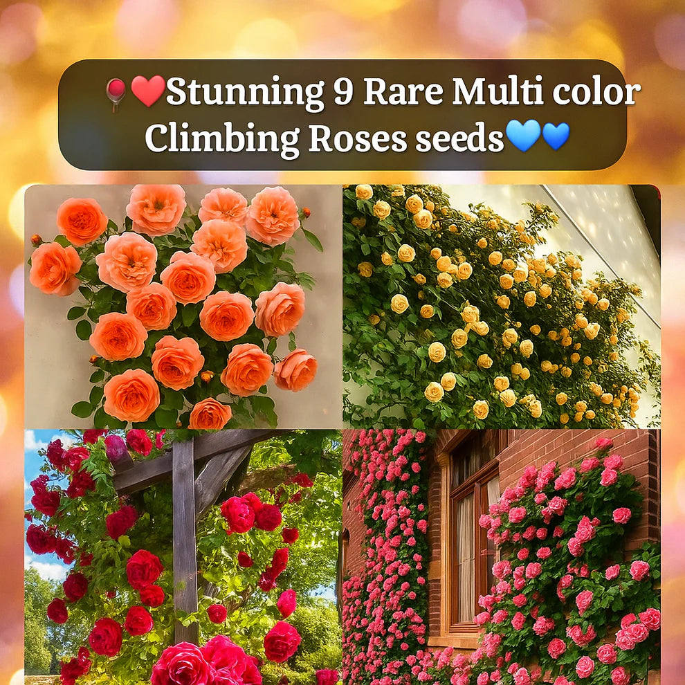🔥 Last Day Sale - 50% Off🔥 Elegant Climbing Rose Flower Seeds