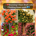 🔥 Last Day Sale - 50% Off🔥 Elegant Climbing Rose Flower Seeds